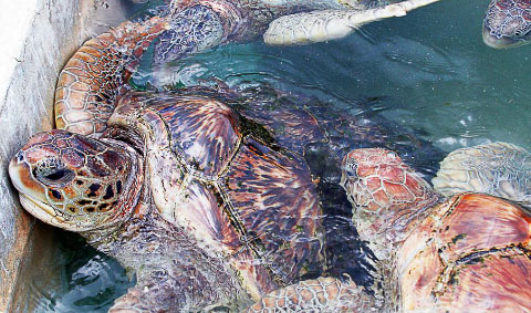 Turtles in a tank at West Bay’s Cayman Turtle Farm.