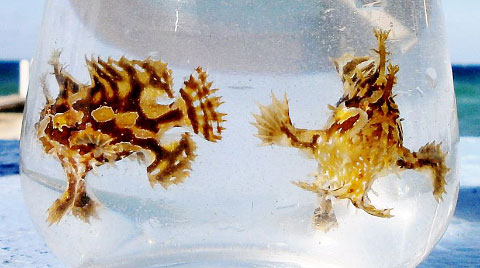 Two sargassum frogfish found amid seaweed outside the Lobster Pot. - PHOTO: DAWN CLERKSON