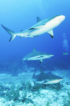 Caribbean reef sharks are often seen off East End. – PHOTO: ELLY WRAY, OCEAN FRONTIERS