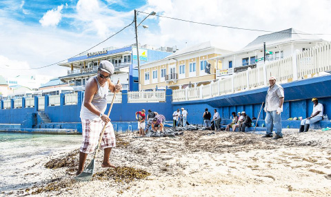 Bus drivers and tour operators clean up sargassum seaweed. Photo: Taneos Ramsay