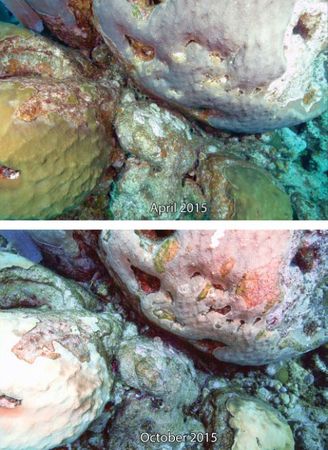 Before and after photos of coral bleaching off North Side at a Department of Environment monitoring site.