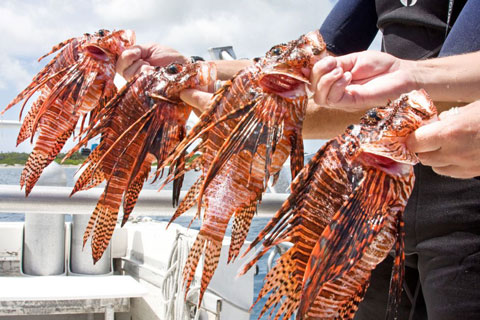Lionfish-catch.jpg