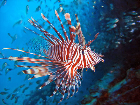 lionfish-cull-cayman.jpg