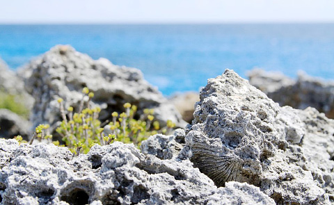 Ancient coral and shell fossils dot the shoreline around St. Pedro Castle. - Photo: Charles Duncan