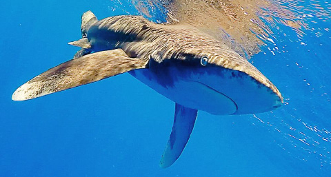 An Oceanic whitetip shark photographed in Cayman’s waters. A study is under way to determine the size of the shark population in Cayman. – PHOTO: COURTESY OF GEORGE SCHELLENGER