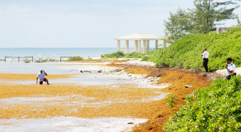 Royal Cayman Islands Police officers round up packages of cocaine that were discovered along the shore in Prospect Wednesday. - Photo: Jewel Levy
