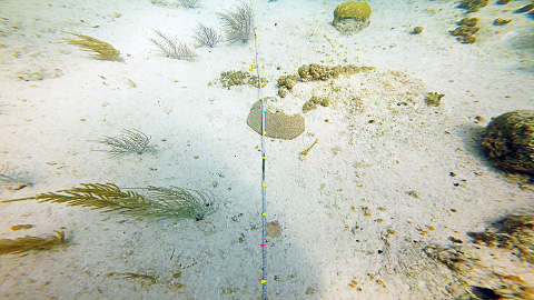 Researchers examined the coral and sandy hard bottom of the George Town harbor to determine the impact of creating a cruise ship berthing facility.