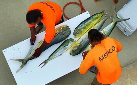 Cleaning fish is part of the process.