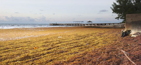 Sargassum seaweed blankets the shoreline Thursday morning at the Red Bay dock area on South Sound. - PHOTO: TANEOS RAMSAY
