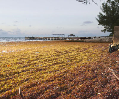 Seaweed still clogging Cayman beaches