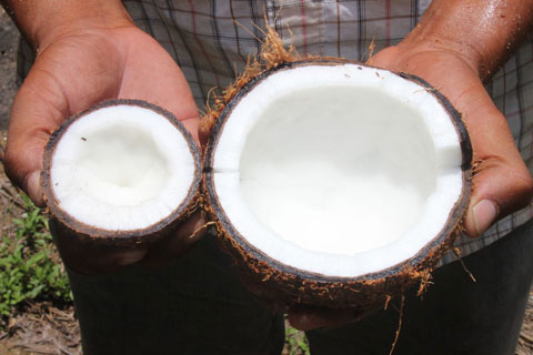 coconut-growers.jpg