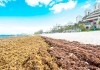 Seaweed blankets Seven Mile Beach