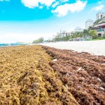 Seaweed blankets Seven Mile Beach