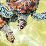 1,268 turtles died from illness at Turtle Farm in 2014