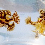 Amid the seaweed, a weird and wonderful world