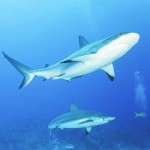 Shark diving: Should Cayman take the bait?