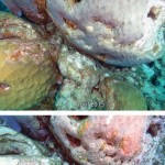 Bleaching hits Cayman corals