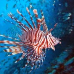 Lionfish cook-off is highlight of weekend cull