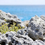 Cayman's geo-attractions millions of years in the making