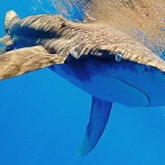 Researchers track shark numbers