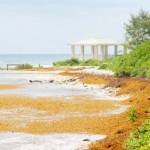 More cocaine washes ashore