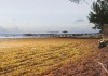 Seaweed still clogging Cayman beaches