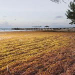 Seaweed still clogging Cayman beaches