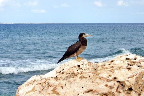 A brown booby on the Brac. - Photo: Jewel Levy