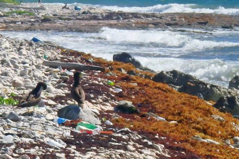 While they used to make their nests on the relative safety on the Bluff cliffs, brown booby mating pairs like these are now selecting nesting sites on Cayman Brac’s trash-clogged beaches.