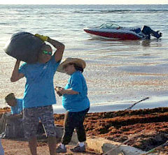 Bodden Town volunteers and staff from the Department of Environment remove seaweed from Coe Wood Public Beach on Saturday.