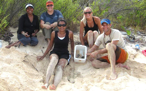 Volunteers on Little Cayman recorded a record number of turtle nests.