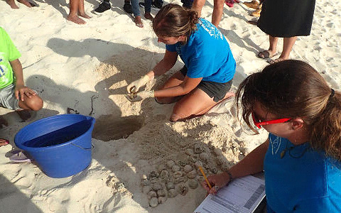 Volunteers Lucy Collyer and Jen Swiggs excavate a turtle nest on Grand Cayman.