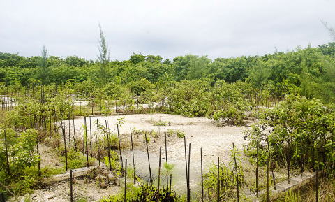 This overgrown, sand-filled foundation is what remains of the 2012 effort to construct the Cayman Islands Youth Centre. – Photo: Taneos Ramsay