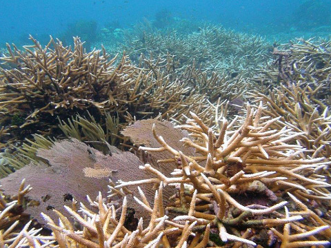 Staghorn coral off Rum Point, in a Department of Environment photo from last week, has seen severe bleaching.