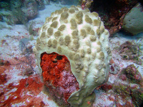 Corals as deep as 100 feet along White Stroke Canyon have suffered bleaching in recent weeks.