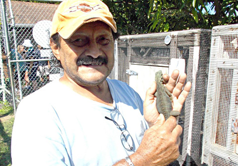 Alberto Estevanovich holds a baby blue iguana, one of about 35 born in recent months. - Photo: George Nowak