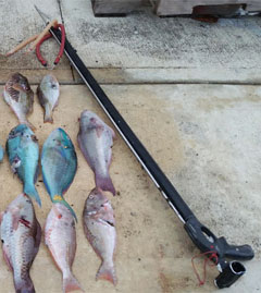 Spear guns like the one pictured, which was seized in North Side, are not allowed to be imported into the Cayman Islands and can only be used under the terms of a ‘grandfathered’ spear gun license.