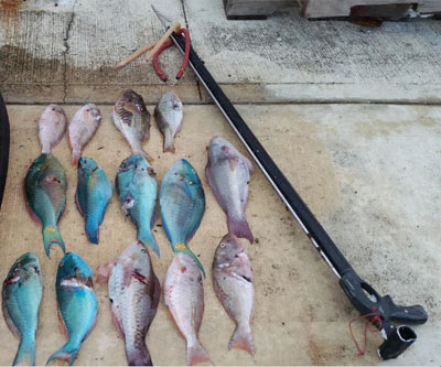 Spearfishing rules may be changed