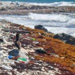 Helping hand for nesting birds