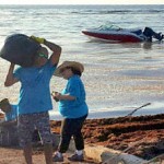 Bodden Town tackles seaweed
