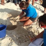 Revival seen in turtle nesting population