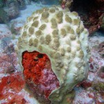 Coral bleaching in Cayman passes 'mass event' threshold