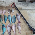 Panton: Spearfishing rules may be changed