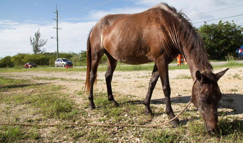 Concerns are being raised about the practice of tethering animals at roadsides in Cayman. - PHOTO: KELSEY JUKAM