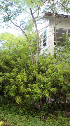 The abandoned Canaan Land buildings sit empty amid overgrown brush in North Side. - Photo: Jewel Levy