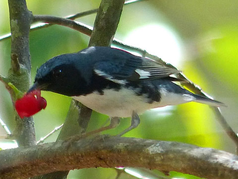 Black-throated blue warblers fly to Cayman in the winter.