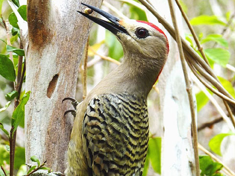 A West Indian woodpecker