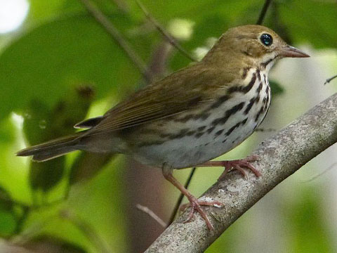 Ovenbirds