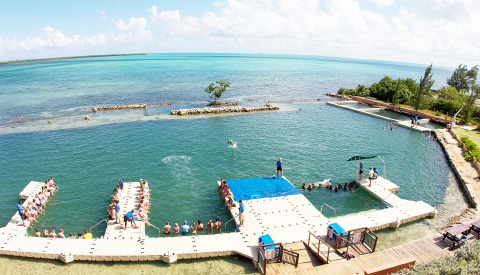 Dolphin Discovery Group has agreed to buy Dolphin Cove Cayman, above, following its acquisition of Dolphin Cove Jamaica last month.