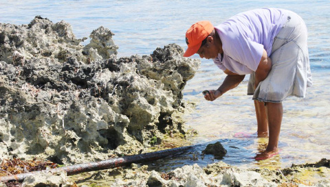 Cecile Conolly collects whelks from the ironshore.